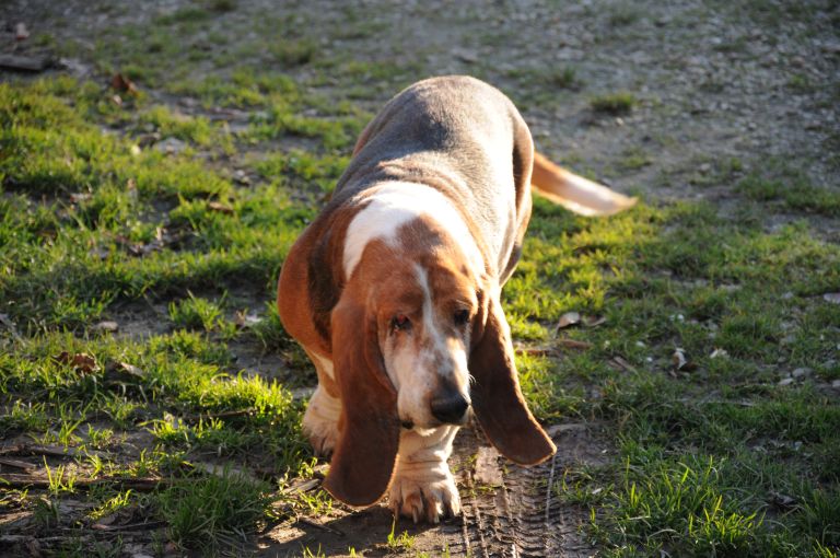 pes, živali, vročina, 2011