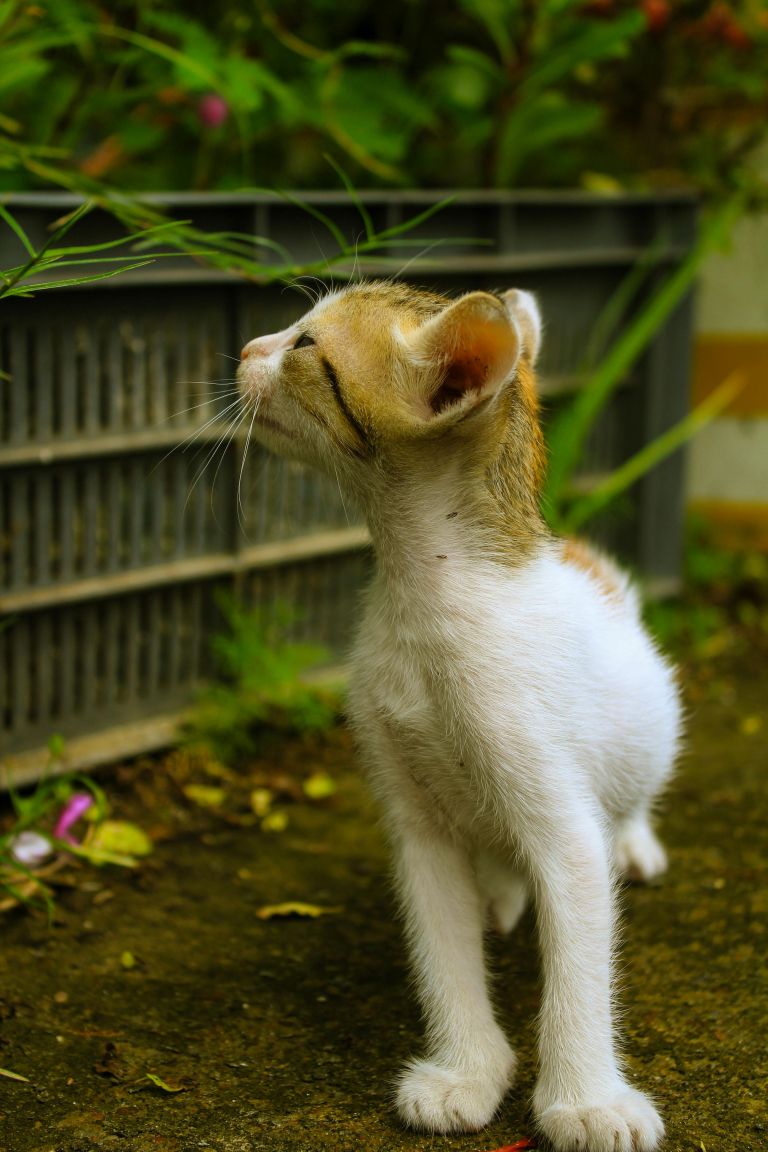 pexels-mr-catographer-2153726493-32915665.jpg