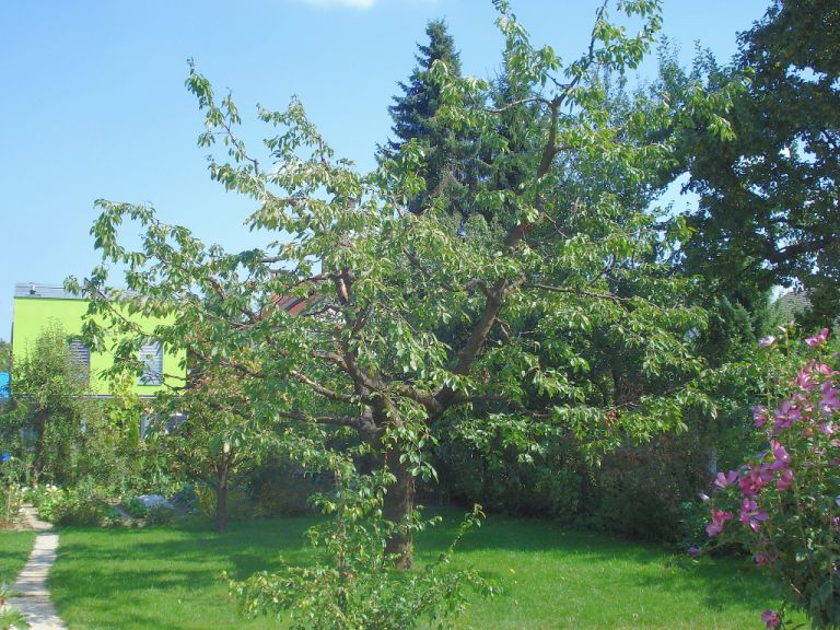 obrezana češnja