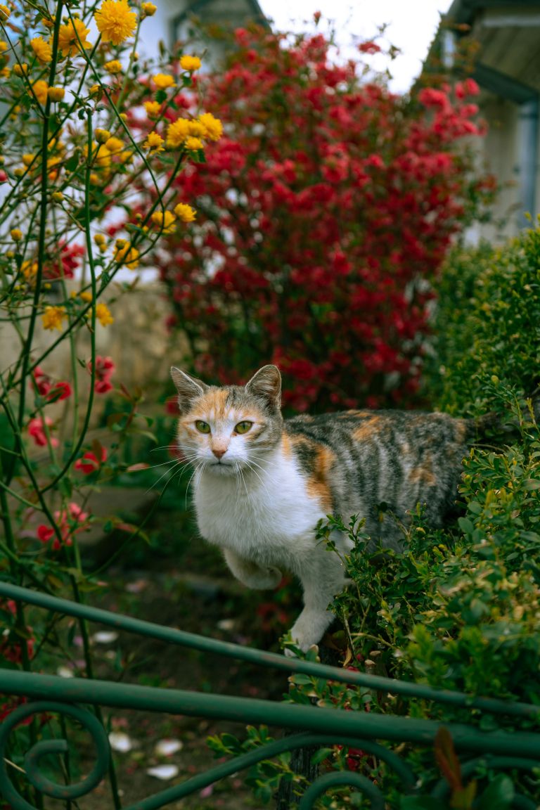pexels-ana-tinca-264849644-17041911.jpg