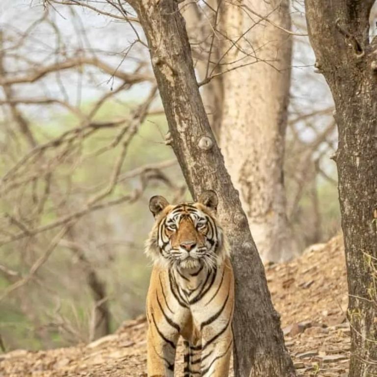 indija, potopis, bengalski-tiger