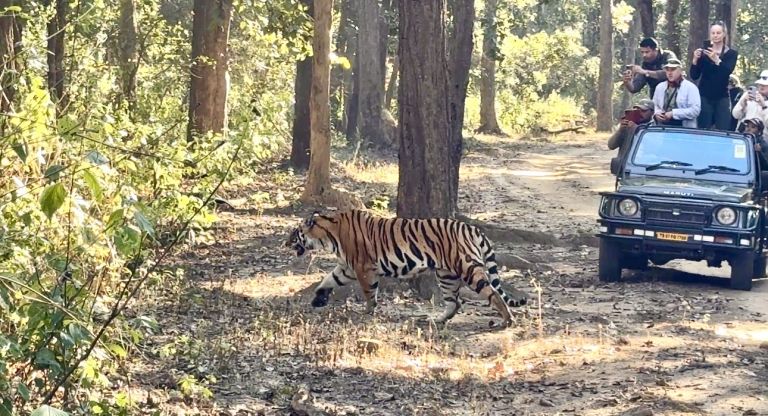 indija, potopis, bengalski-tiger