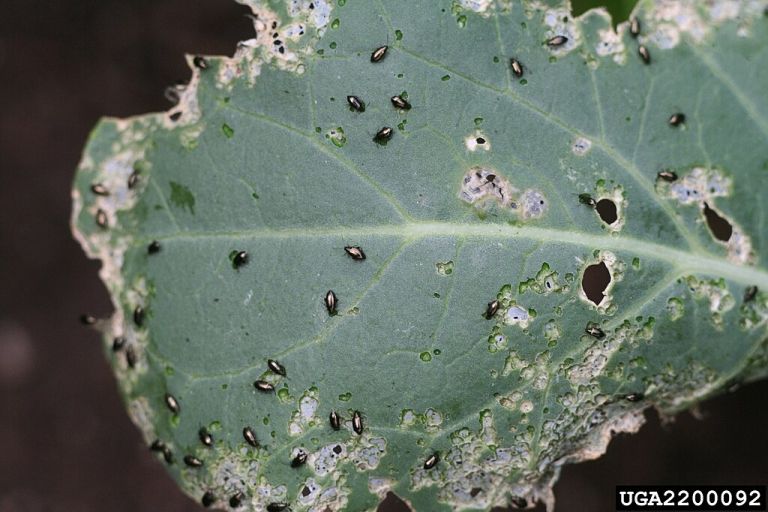 Phyllotreta_cruciferae_(08).jpg