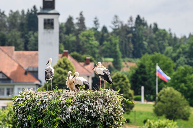 storklje, ivancna-gorica