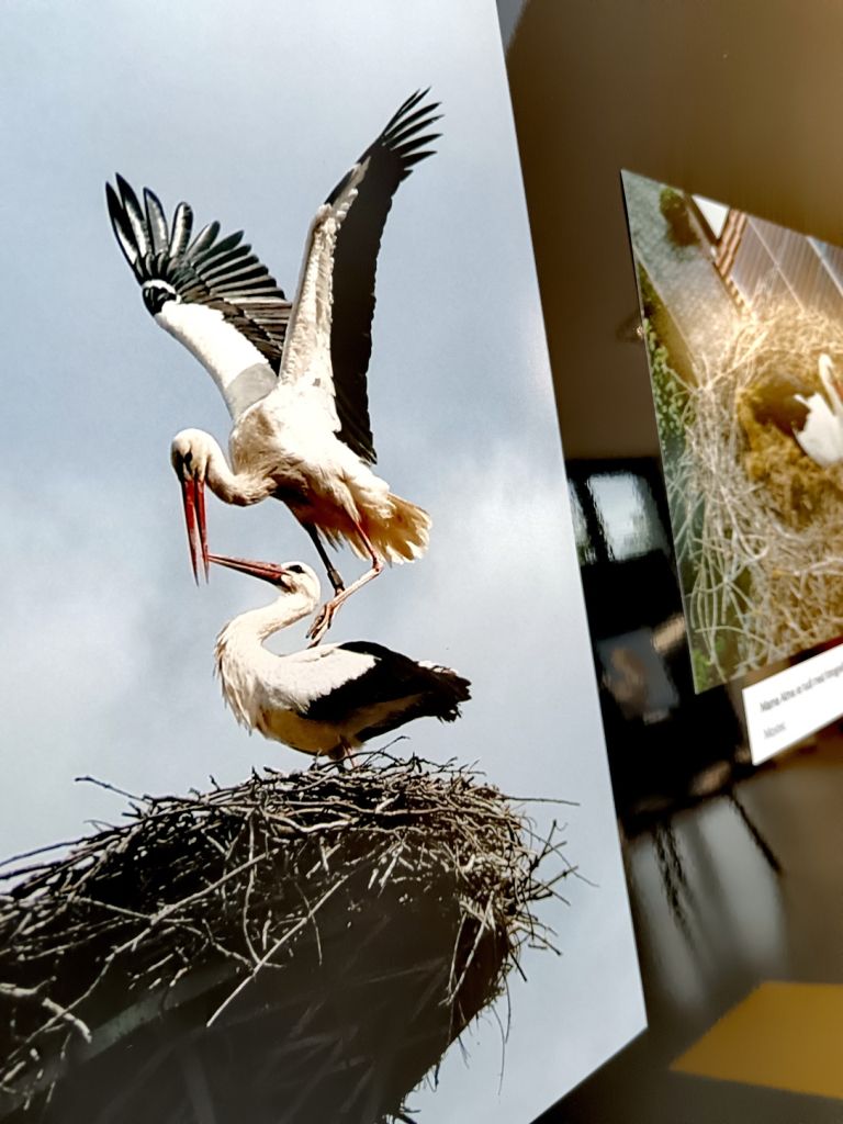 obrockanje-storkelj-v-posavju, fotografska-razstava