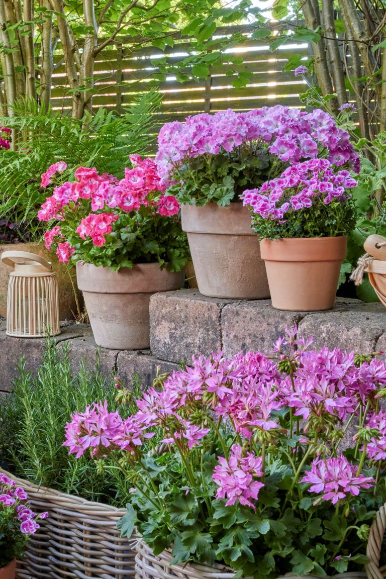 2025_Geraniums_3000_Serene_Garden_Getaway_10.jpg