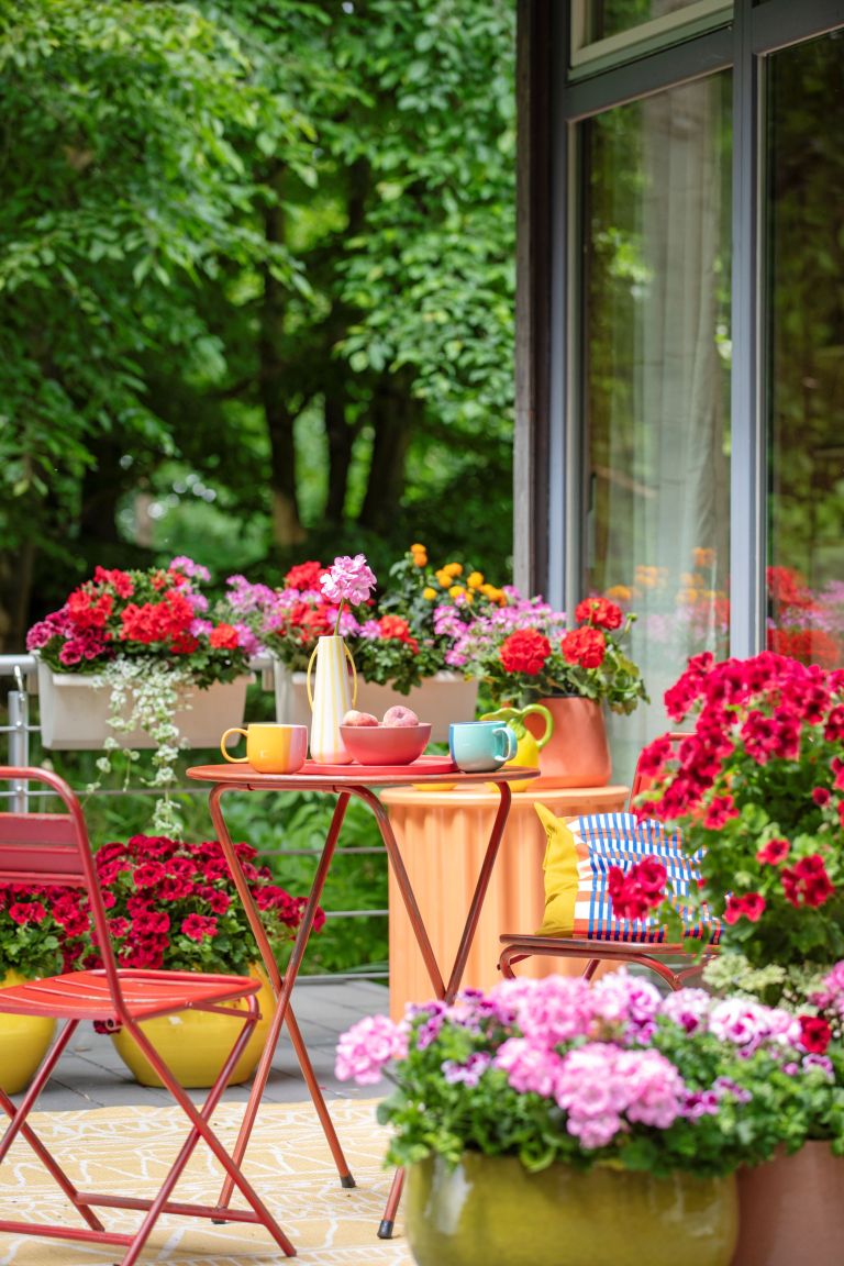 2025_Geraniums_5000_Joyful_Outdoor_Living_11.jpg