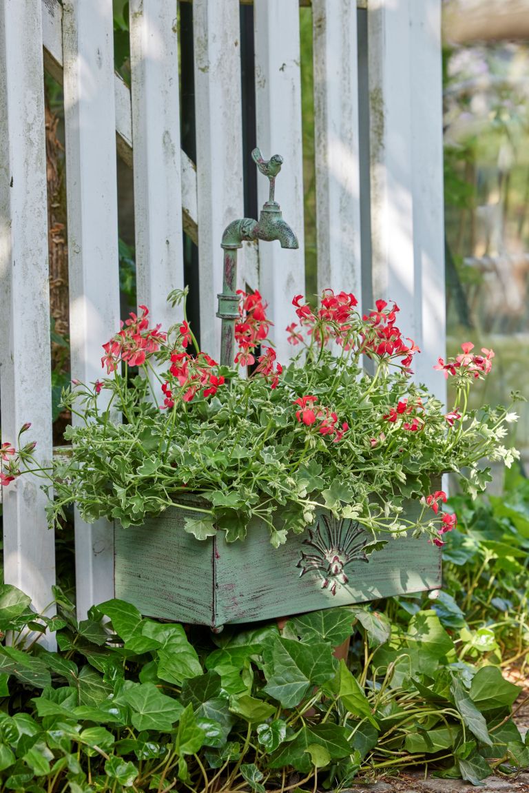 2024_Geraniums_5000_Live_in_a_World_of_Flowers_16.jpg