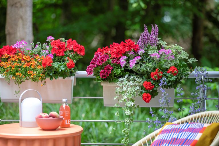 2025_Geraniums_5000_Joyful_Outdoor_Living_13.jpg