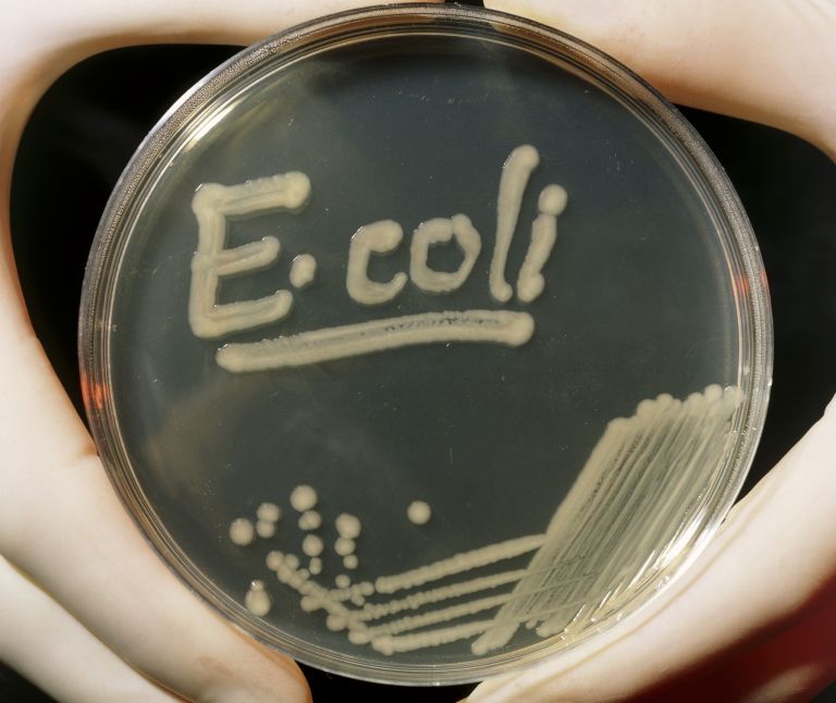 ecoli