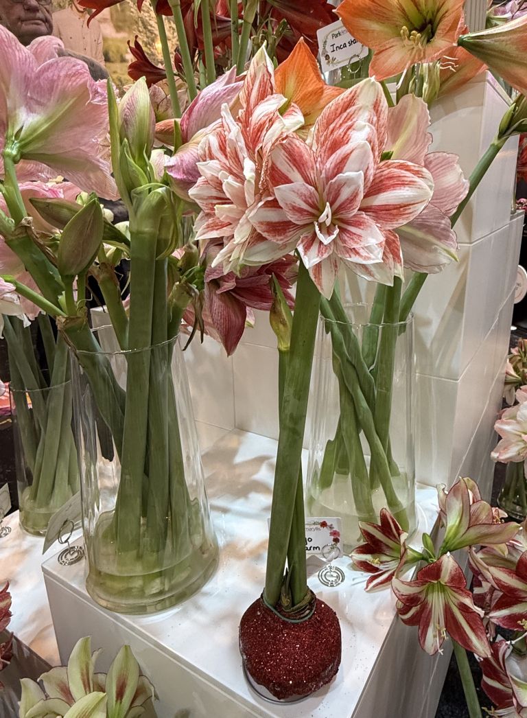 amarilis