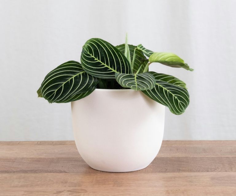 maranta