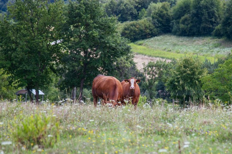 simbolična, krava, krave, govedo, živina, živali, kmetijstvo, travnik