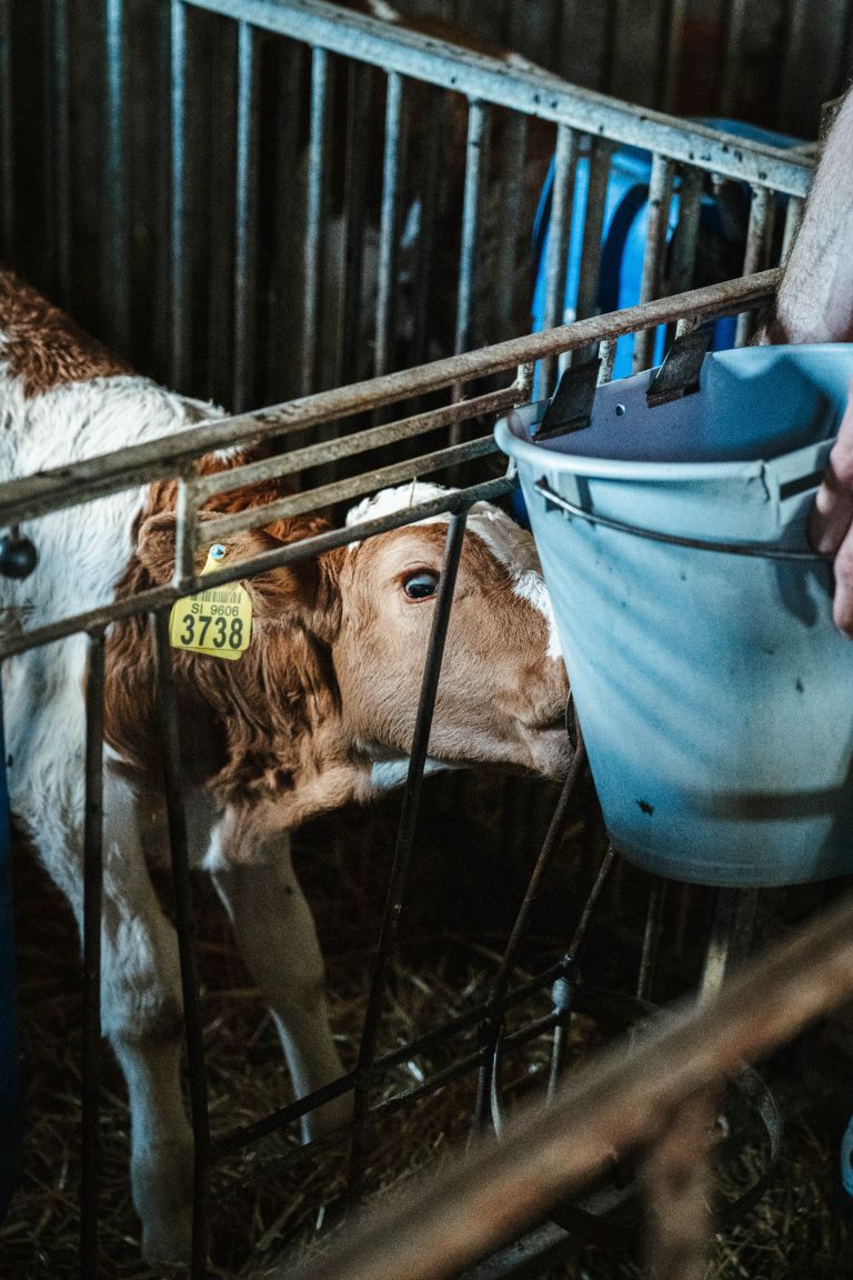 kmetija-vamberger, bolehnečici