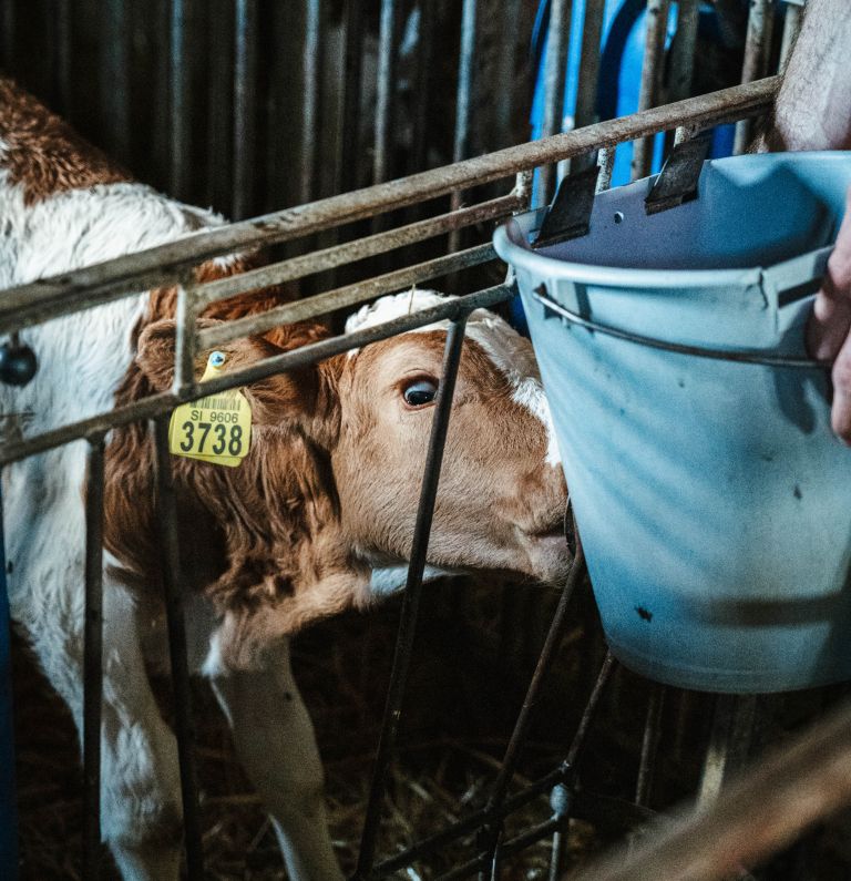 kmetija-vamberger, bolehnečici