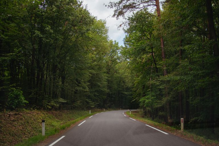 simbolična, cesta, promet, asfalt, talne-označbe, gozd, drevesa, vožnja