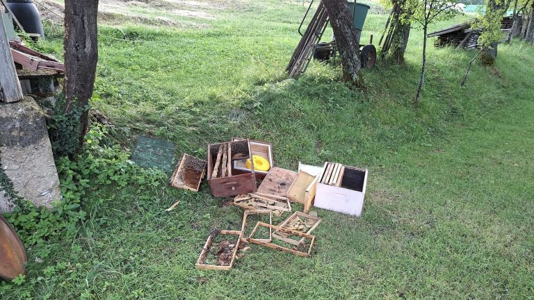 medved, medvedje-brdo