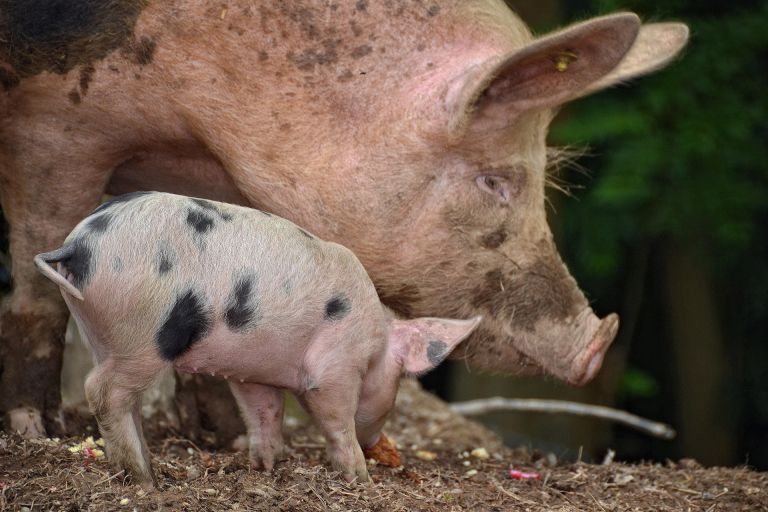 pig-376713_1920.jpg