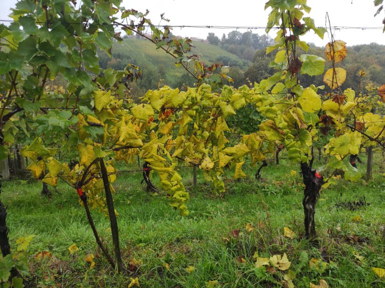 zlata-trsna-rumenica