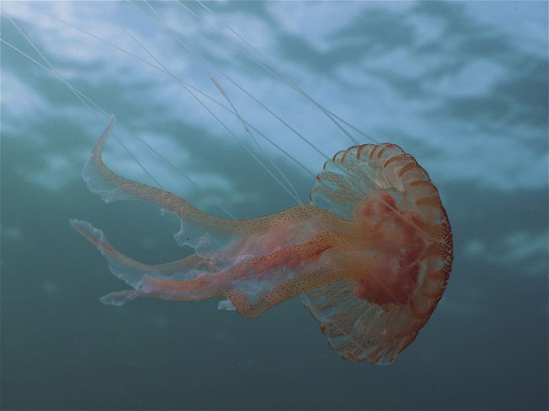 ozig-meduze