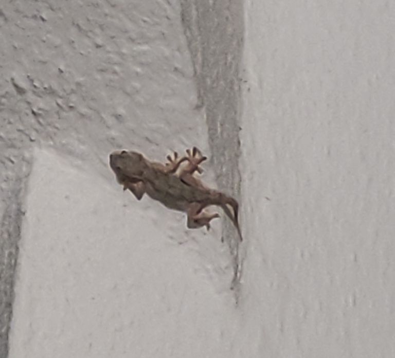 Cristo Re gekon IMG_20250505_222300.jpg