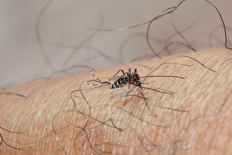 zika