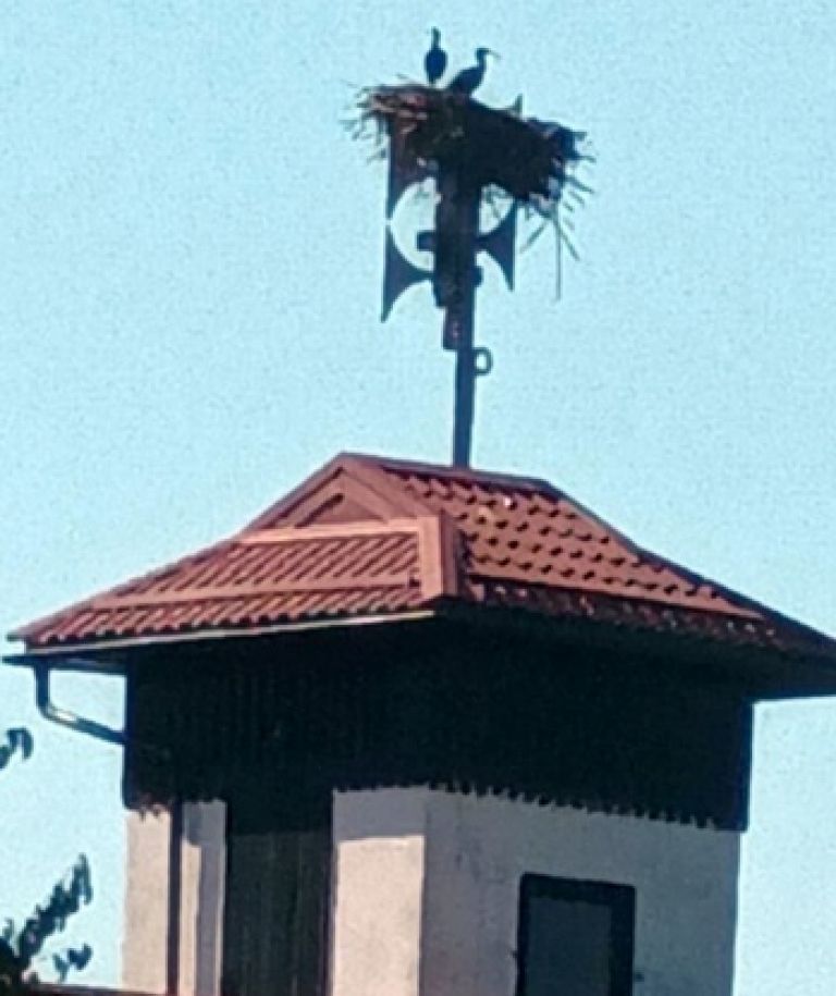 Klavžar