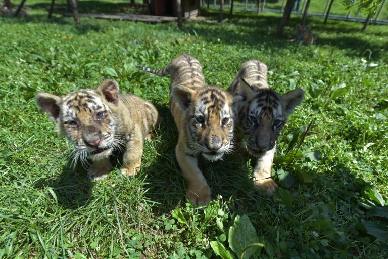 sibirski tiger