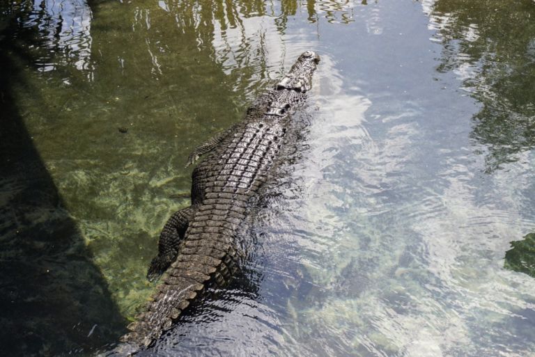 krokodil.jpg
