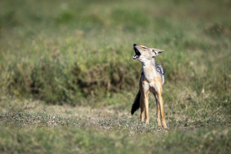 šakal