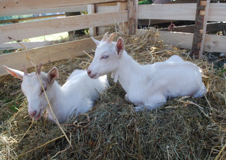 drobnica, dan-rejcev