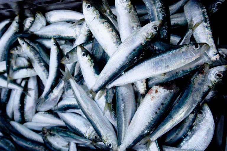 sardine, ribja tržnica, hrvaška