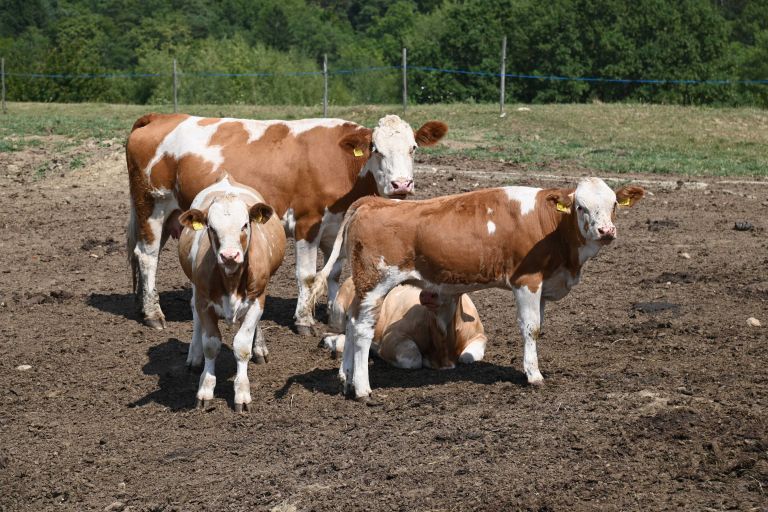 krava, bik, govedoreja, biki, krave, simbolicna