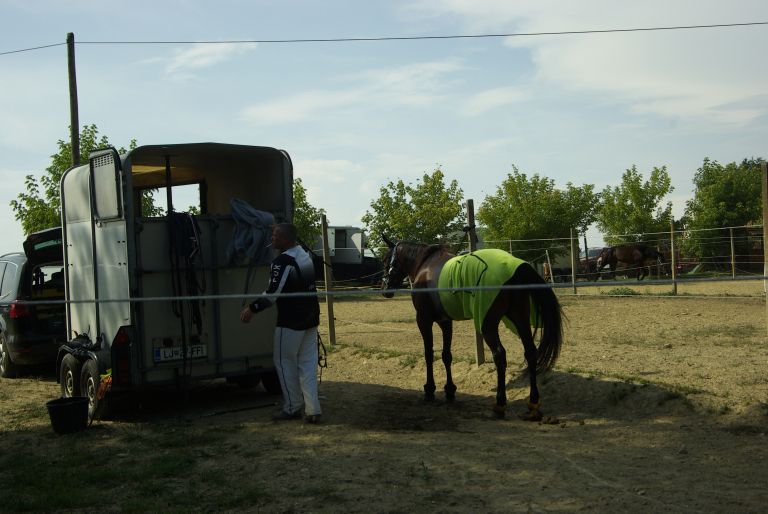 sentjernej, konj, kasastvo, 140-let