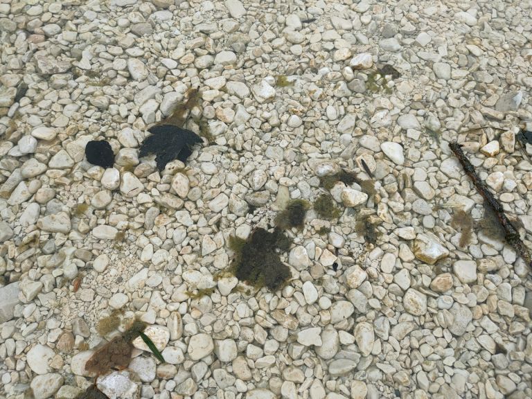 bohinjsko-jezero, cianobakterije