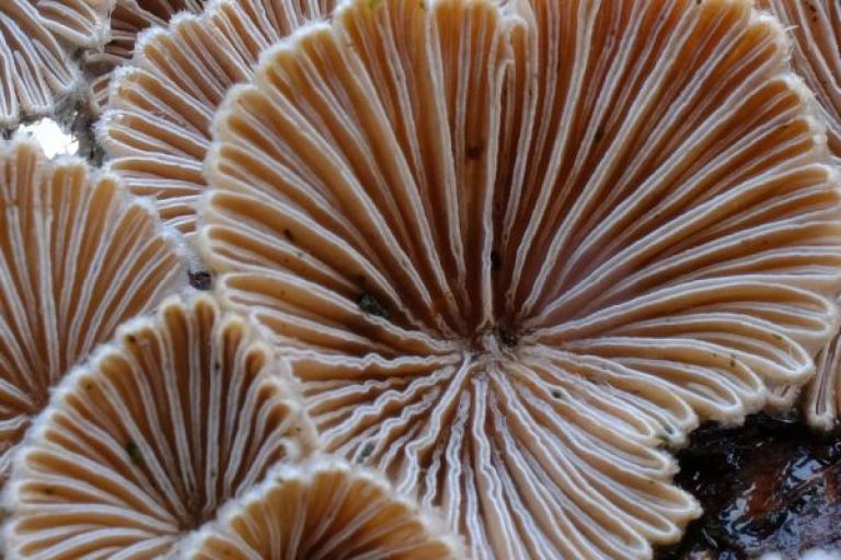 fungaria, biomateriali, hise-iz-gob, opeke-iz-micelija