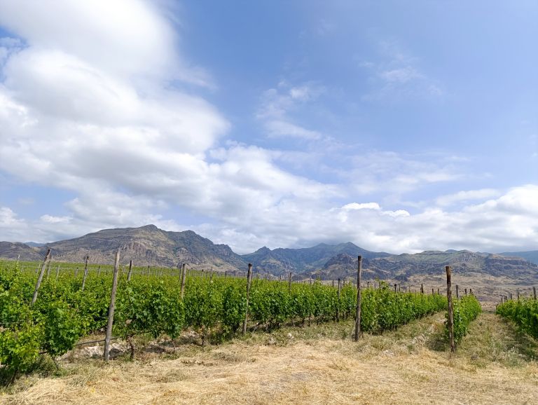 vinogradi na tisoč metrih 2.jpg