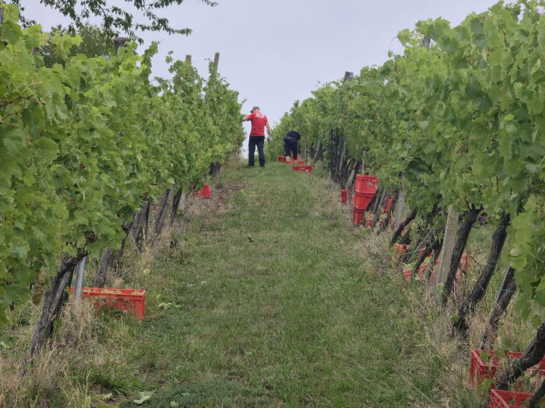 simbolična, bratva, grozdje, vinogradništvo, preša, grozd, trta, bolezen-trte