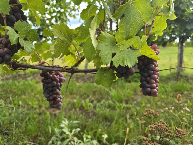 simbolična, bratva, grozdje, vinogradništvo, preša, grozd, trta, bolezen-trte