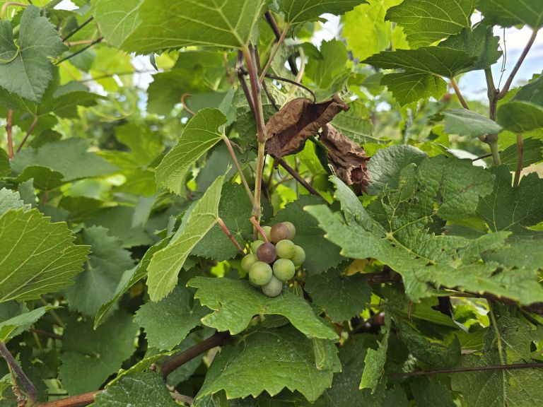 simbolična, bratva, grozdje, vinogradništvo, preša, grozd, trta, bolezen-trte