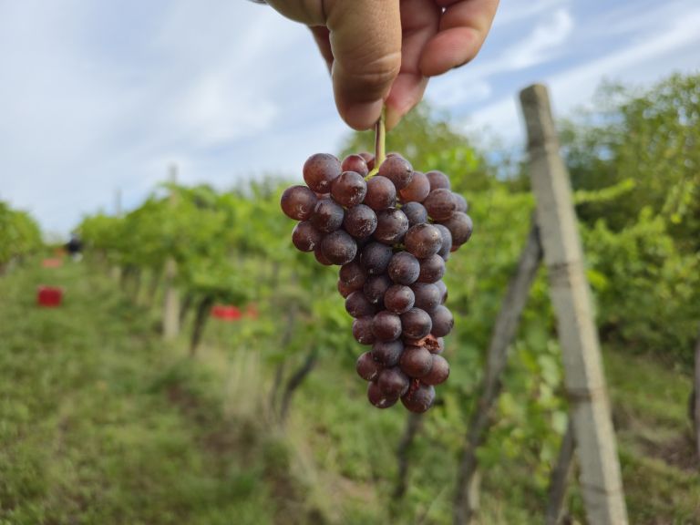 simbolična, bratva, grozdje, vinogradništvo, preša, grozd, trta, bolezen-trte