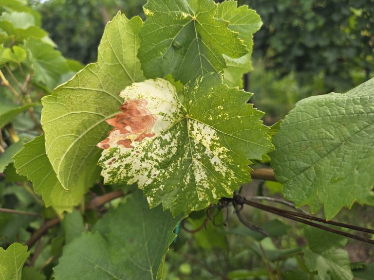 simbolična, bratva, grozdje, vinogradništvo, preša, grozd, trta, bolezen-trte