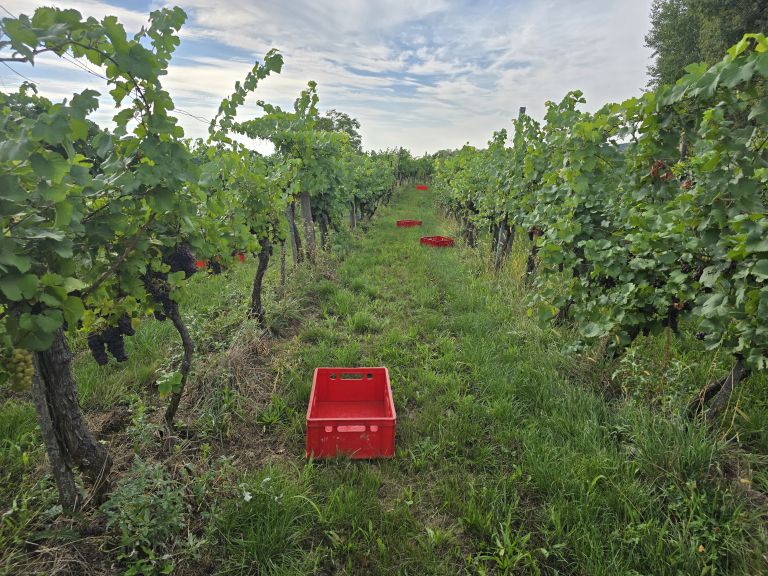 simbolična, bratva, grozdje, vinogradništvo, preša, grozd, trta, bolezen-trte