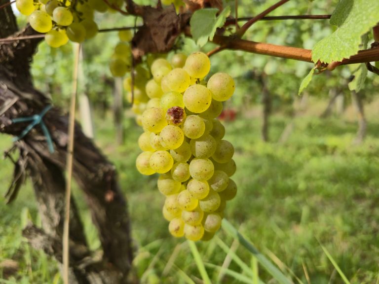 simbolična, bratva, grozdje, vinogradništvo, preša, grozd, trta, bolezen-trte