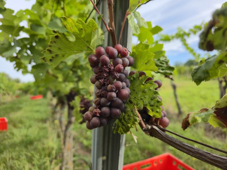 simbolična, bratva, grozdje, vinogradništvo, preša, grozd, trta, bolezen-trte