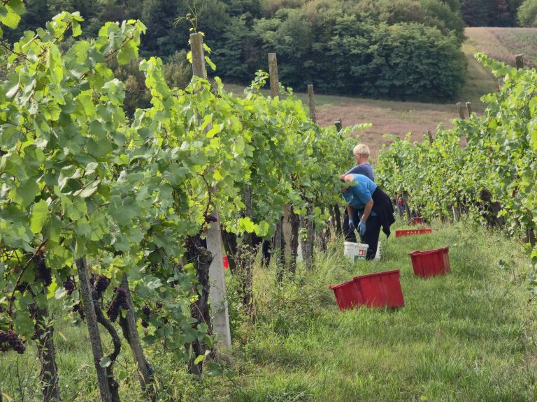 simbolična, bratva, grozdje, vinogradništvo, preša, grozd, trta, bolezen-trte