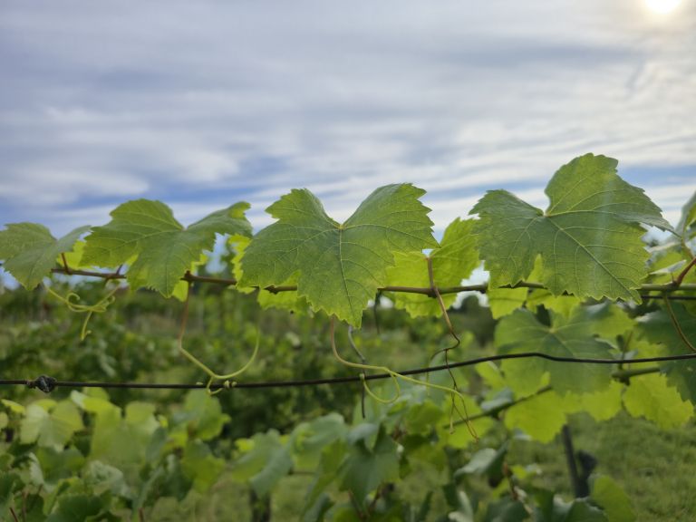 simbolična, bratva, grozdje, vinogradništvo, preša, grozd, trta, bolezen-trte