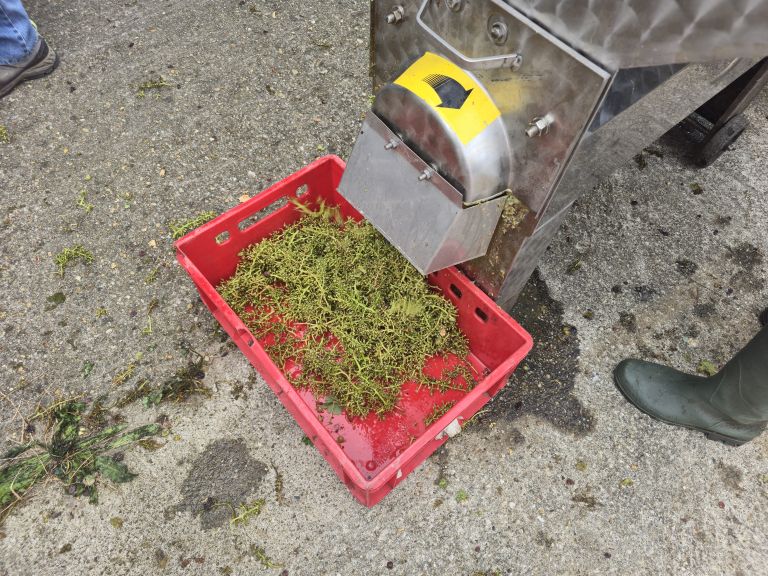 simbolična, bratva, grozdje, vinogradništvo, preša, grozd, trta, bolezen-trte