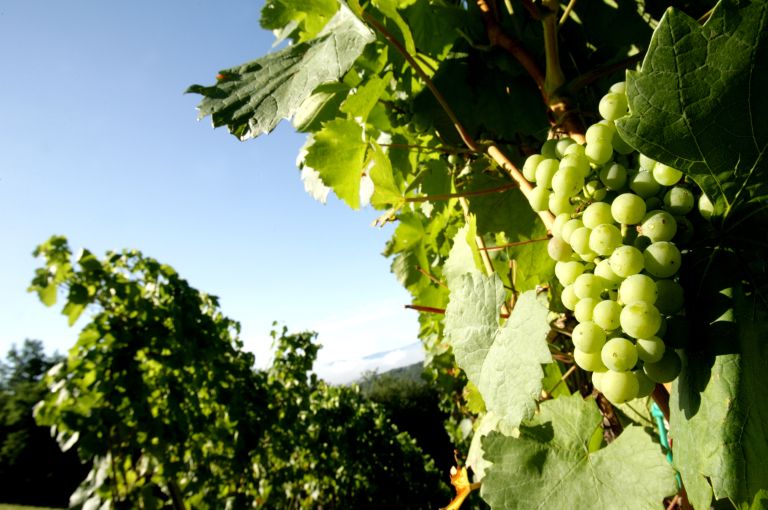 vinograd, trta