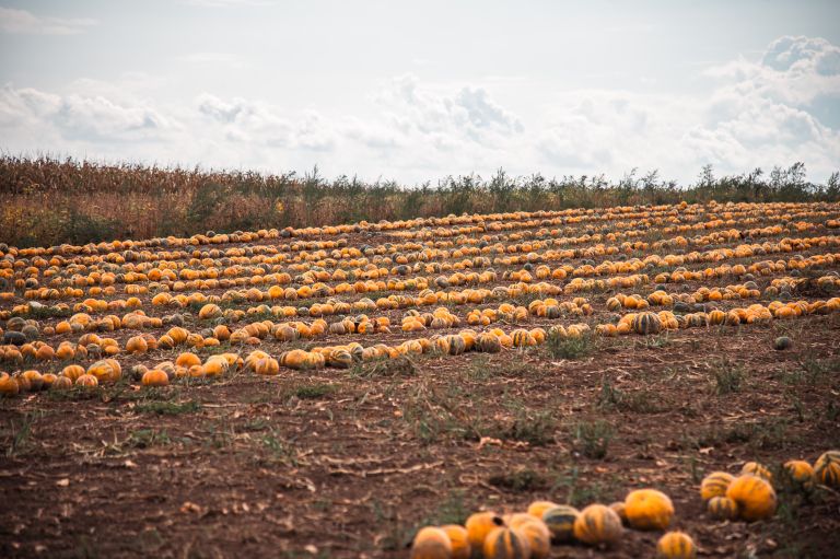 simbolična, tikve, buče, buča, kmetijstvo, polje, njiva
